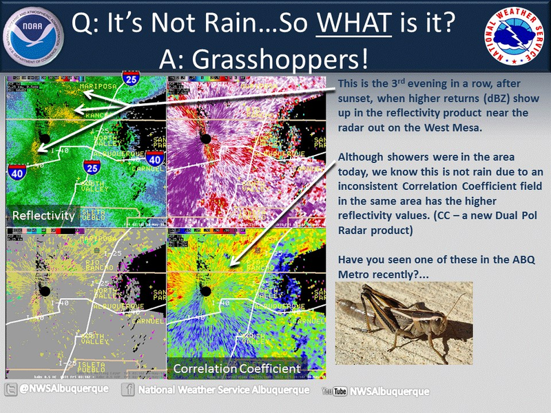 Illustration for article titled A Rain of Grasshoppers in New Mexico